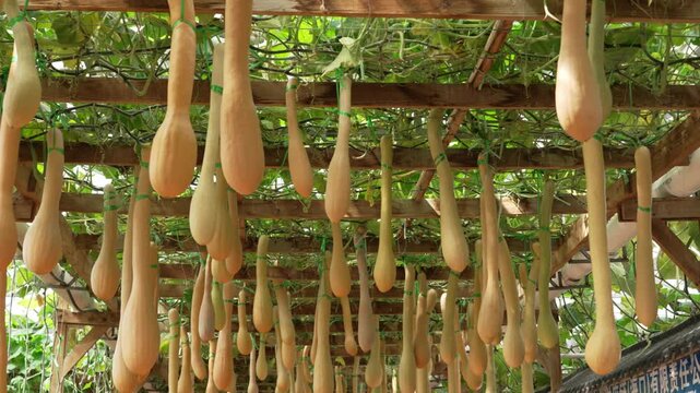 Long squash pumpkin growing on garden trellis for harves