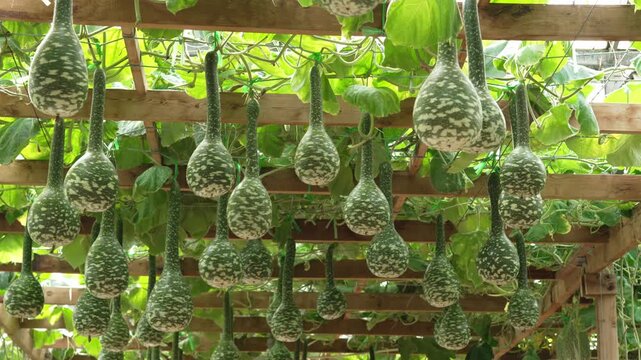 Ornamental gourds hanging in a greenhouse trellis