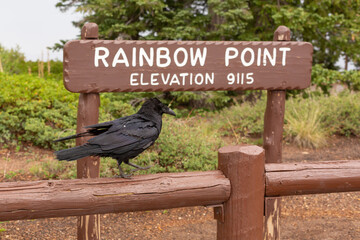 Obraz premium A Raven walks along a fence in front of the Rainbow Point sign in Bryce Canyon National Park Utah USA on a rainy day. 