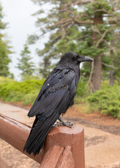 Obraz premium A raven perches on a wooden fence post with trees bushes and a grey overcast sky in the background on a rainy day in Bryce Canyon National Park Utah USA. 