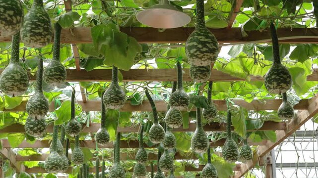 Ornamental gourds hanging in a greenhouse trellis