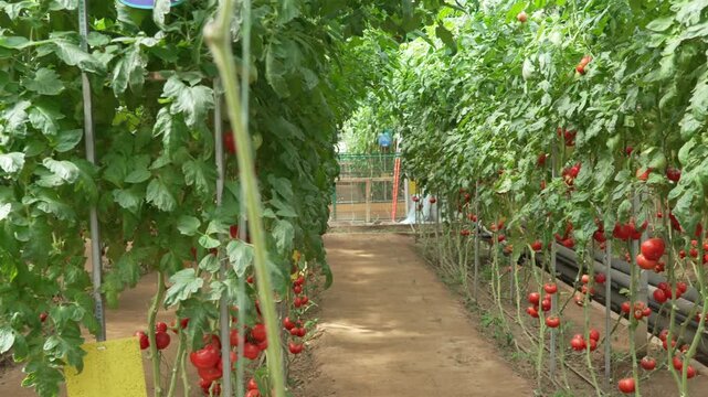 Ripe red tomatoes growing in greenhouse environment