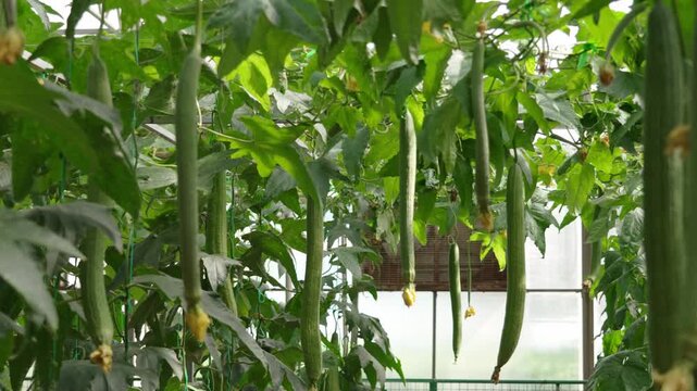 Luffa sponge gourds hanging from green trellised vine