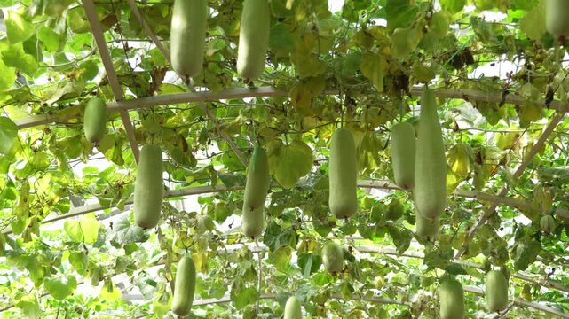 Bottle gourds hanging from green vine trellis