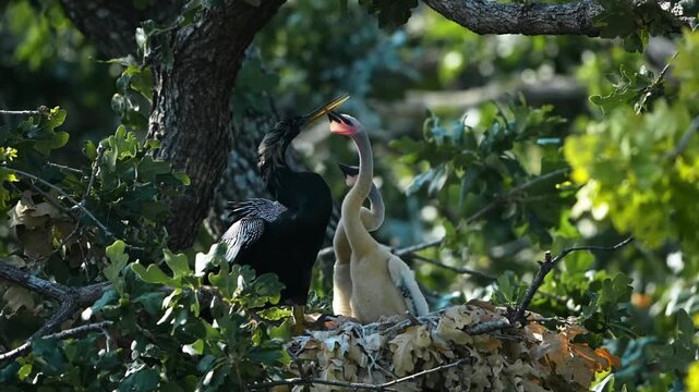 Parent egret is feeding baby anhinga in the nest with total 4 anhinga babies