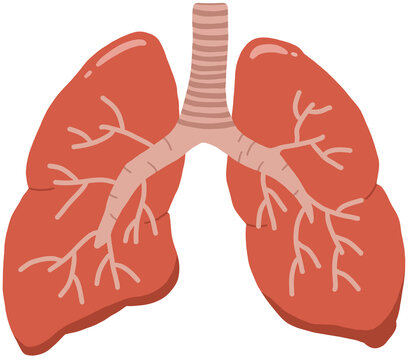 폐, Lung