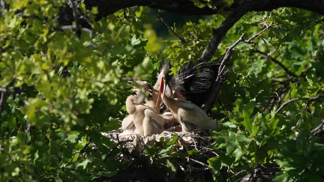 Parent egret is feeding baby anhinga in the nest with total 4 anhinga babies