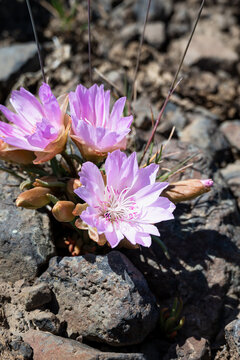 Pink flower of a Bitterroot, Lewisia Rediviva, plant blooming in the spring Shrub-Steppe arid rocky ground habitat in Eastern Washington, perennial wildflower
