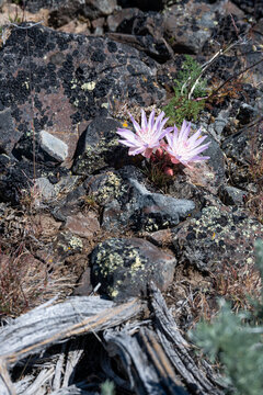 Pale pink flower of a Bitterroot, Lewisia Rediviva, plant blooming in the spring Shrub-Steppe arid rocky ground habitat in Columbia Plateau in eastern Washington
