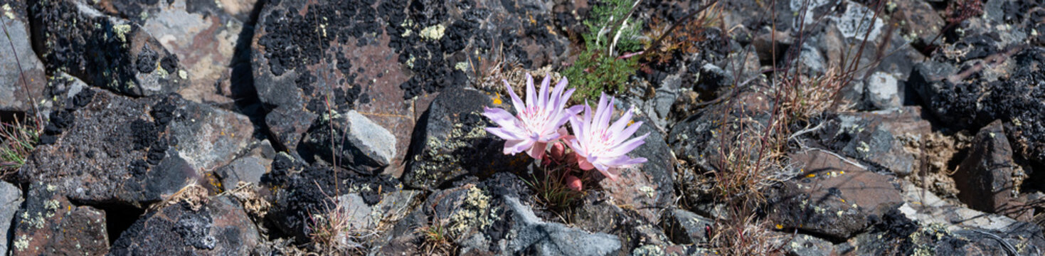 Pale pink flower of a Bitterroot, Lewisia Rediviva, plant blooming in the spring Shrub-Steppe arid rocky ground habitat in Columbia Plateau in eastern Washington
