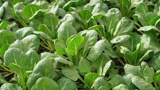 Fresh green bok choy plants growing in garden
