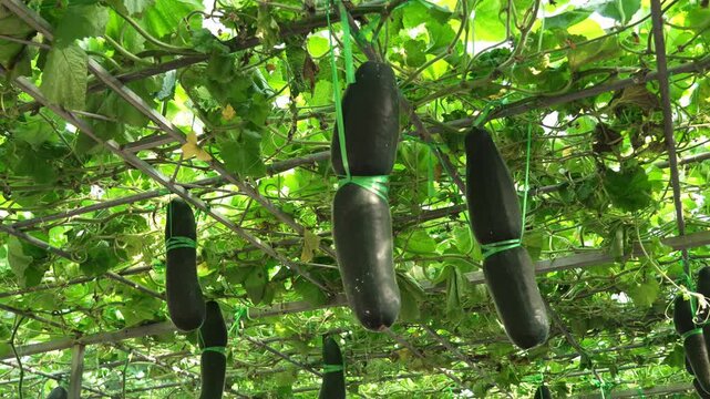 Winter melon plants growing on trellis in greenhouse