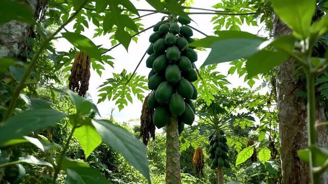 Close-up view of green papaya fruits growing on a tropical tree in a lush garden.