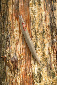 The red triangle slug or Triboniophorus graeffei, is a species of air-breathing land slug, a terrestrial pulmonate gastropod molluscs in the family Athoracophoridae.