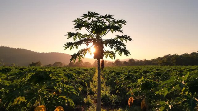 Sunlight shining through a papaya tree in a lush green agricultural field at sunset.