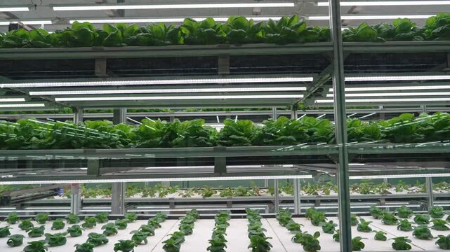 Vertical farm cultivating fresh vegetables with led lighting