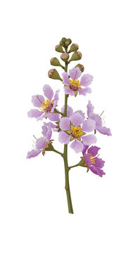Detailed botanical vector illustration of Lagerstroemia speciosa or Queen's Crape-myrtle branch featuring purple flowers and green flower buds isolated on a plain white background.