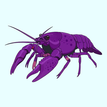 Detailed vector illustration of a vibrant purple crayfish or freshwater lobster, featuring large claws and long antennae, isolated on a light background, stylized aquatic crustacean artwork.
