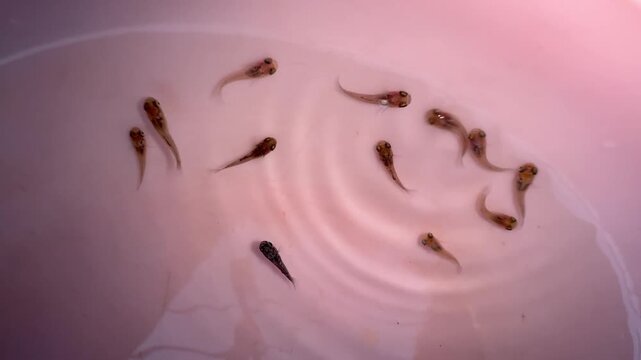 Newborn Molly Fish Fry Cluster in Container