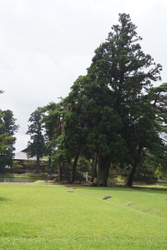 平泉の風景　毛越寺庭園