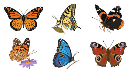 Vibrant colorful butterfly collection featuring six distinct insect species displayed as high quality digital vector graphic art for creative design © Ibnu Gazali