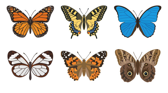 Colorful collection of six detailed butterfly vector illustrations featuring diverse patterns and vibrant wings isolated on a plain white background