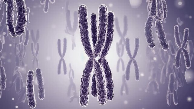 Homologous chromosomes slowly pairing together during early meiosis