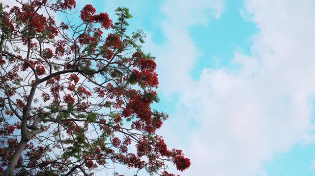 Royal Poinciana tree with clouds in blue sky