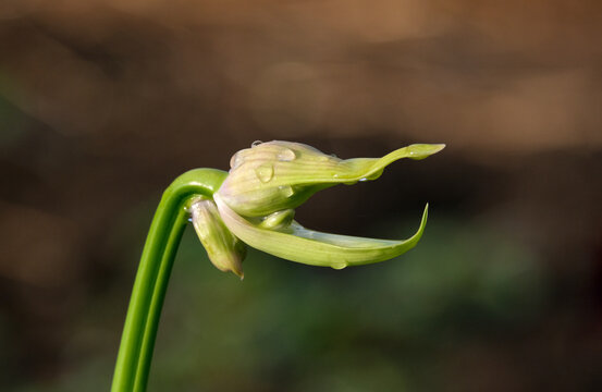 鰐口の花の額