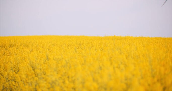 Wide yellow flowering field beneath a soft pale sky