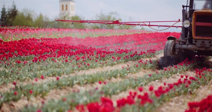 Tractor spraying red flower rows in rural farmland