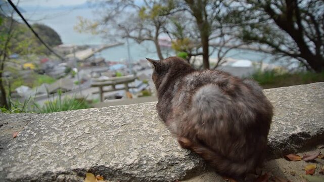男木港を出港するフェリーを豊玉姫神社から見送る2匹の地域猫 （香川県高松市, 2026年4月）