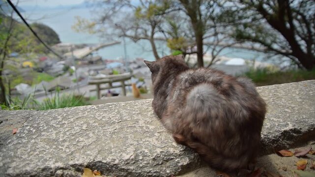 男木港を出港するフェリーを豊玉姫神社から見送る2匹の地域猫 （香川県高松市, 2026年4月）