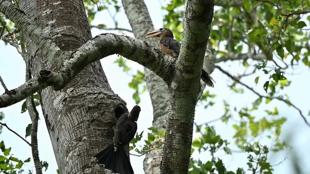 A Tickell's Brown Hornbill perched on the side of a tree, holding a piece of fruit in its bill while preparing to feed its mate and chicks inside the nesting cavity at Kaeng Krachan NP Thailand
