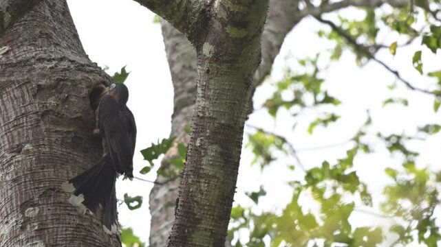 A couple of Tickell&rsquo;s Brown Hornbill pair at nesting hole; one is at the nesting cavity while the other rests on a nearby branch, demonstrating their cooperative nesting behavior at Kaeng Krachan