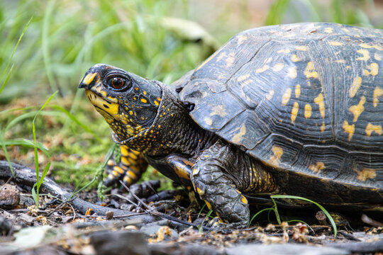 yellow box turtle close up with brown eyes beak face neck carapace leg pattern