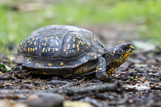 yellow box turtle close up with brown eyes beak face neck carapace leg pattern full size