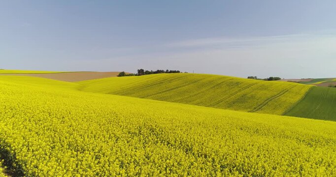 Golden flowering hills beneath a clear sky