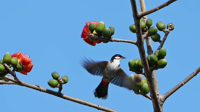 Wild bulbul bird hovering mid-air to feed on blooming red flower nectar against a clear blue sky.