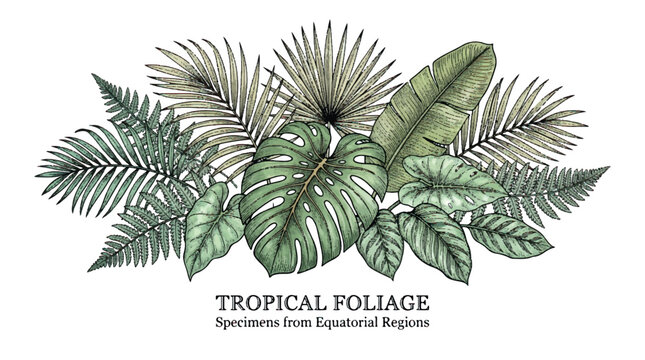 Colored tropical leaves engraving style vector illustration