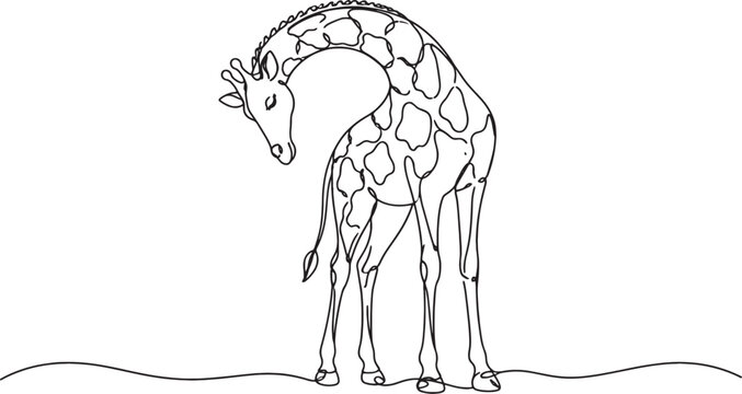 giraffe standing on ground with head down
