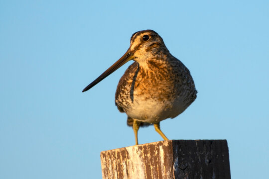 Wilson's Snipe in Eagle Island State Park Idaho
