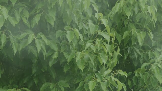 Rainy green leaves swaying in strong wind during rainy season in slow motion