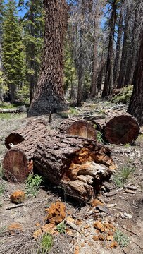 Cut Up Tree