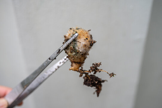 Fungus occurs and cover on Echinopsis cactus presents as white fuzzy growths typically caused by overwatering, high humidity, or poor drainage.