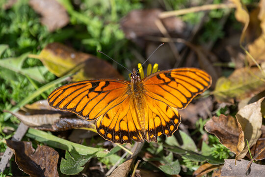 Mexican silverspot (Dione moneta) butterfly seen in a park in Buenos Aires, Argentina