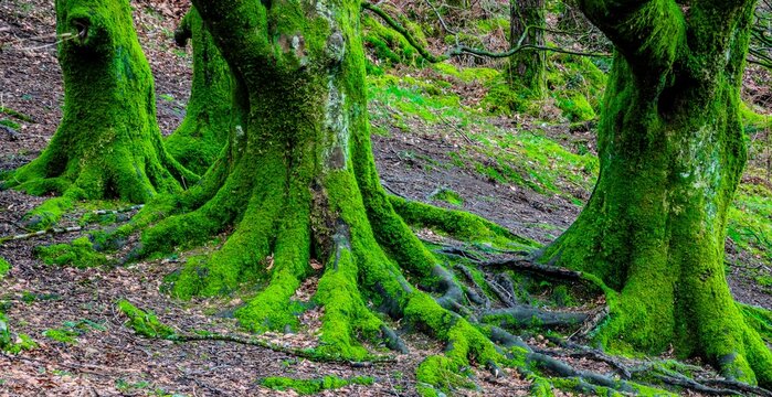 Moss Covered Trees In Glendalough Forest Ireland