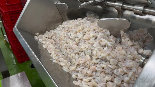 Dewatered shrimp being transferred into an industrial mixer during food manufacturing operations. Ingredient handling process supporting seafood filling production, batch preparation, and large-scale 