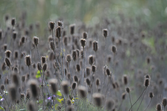 dried flower heads of wild teasel or fuller's teasel (Dipsacus fullonum) against the light, Buenos Aires, Argentina