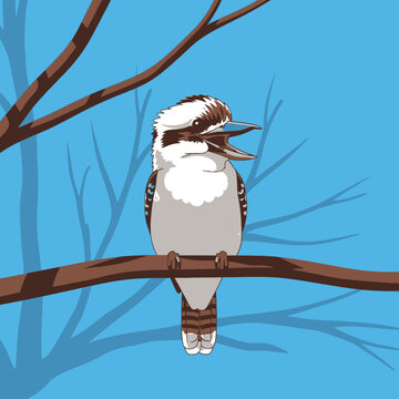 Kookaburra Bird Perched on Branch Tree.